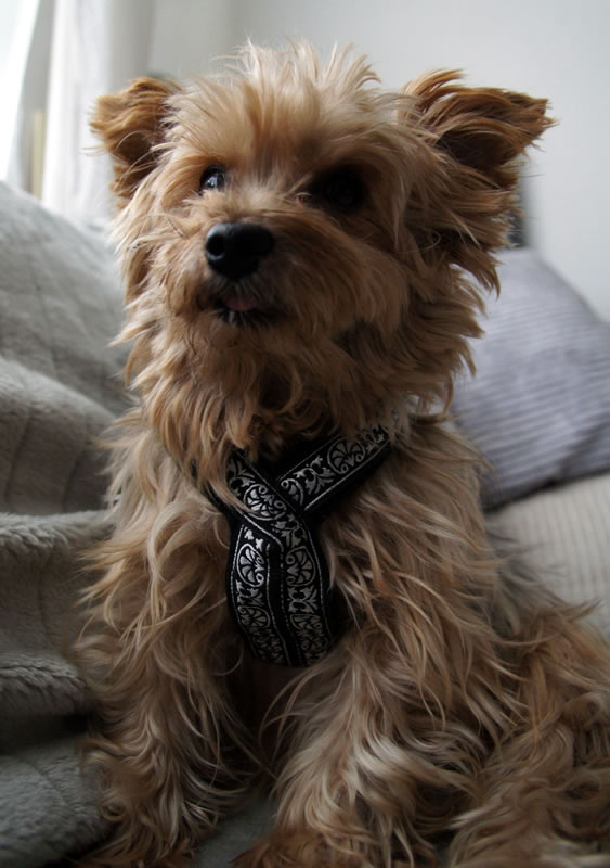 Benny-2