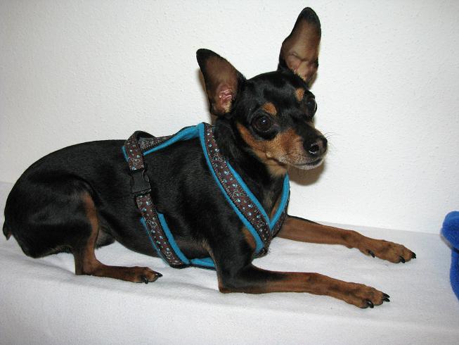 Joschi-Rattler