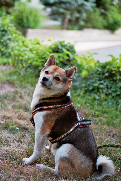 ShibaInu2