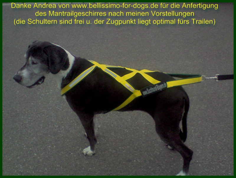 mantrailgeschirr-suchhund-bayern