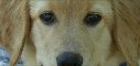 doghandler